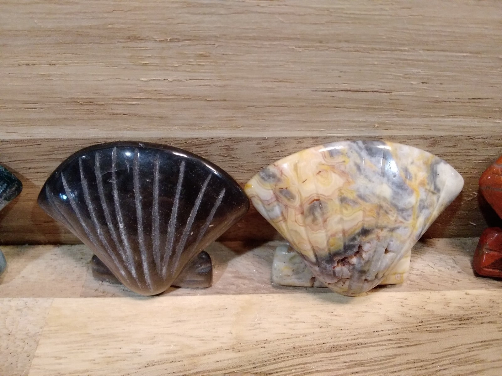 2" Natural Carved Sea Shell ~ Crystal Reiki Healing ~ 1pc ~ Intuitively Chosen