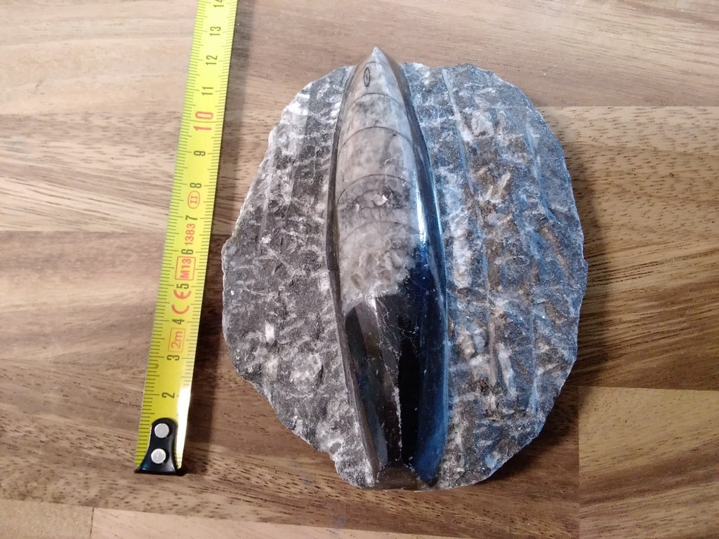 Fossil ORTHOCERAS Plaque ~Polished Prehistoric Display Piece 410g ~ 13 x 10 cm B