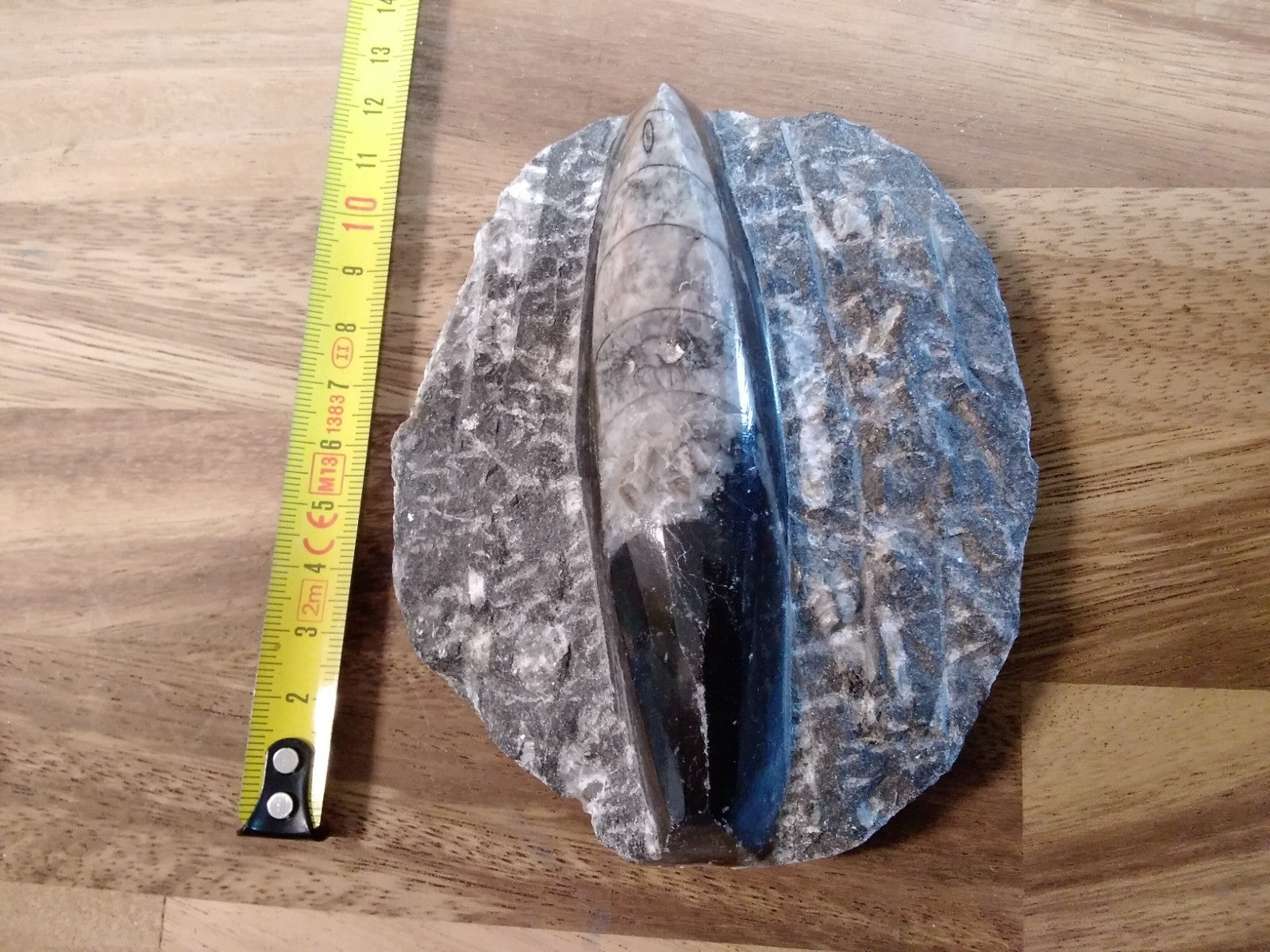 Fossil ORTHOCERAS Plaque ~Polished Prehistoric Display Piece 410g ~ 13 x 10 cm B