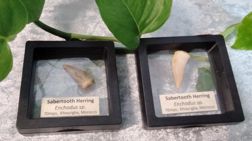 Echodus "Sabretooth Herring Tooth" 70 MYO, Morroco ~ Display 7cm (A)
