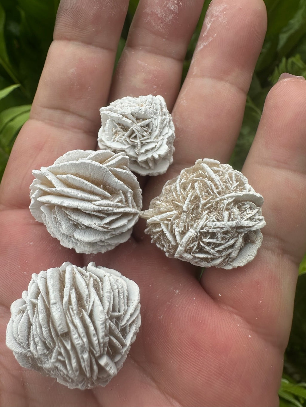 Desert Rose Selenite Crystal Cluster ~ 2–4cm ~ Natural Gypsum Specimen Sold each