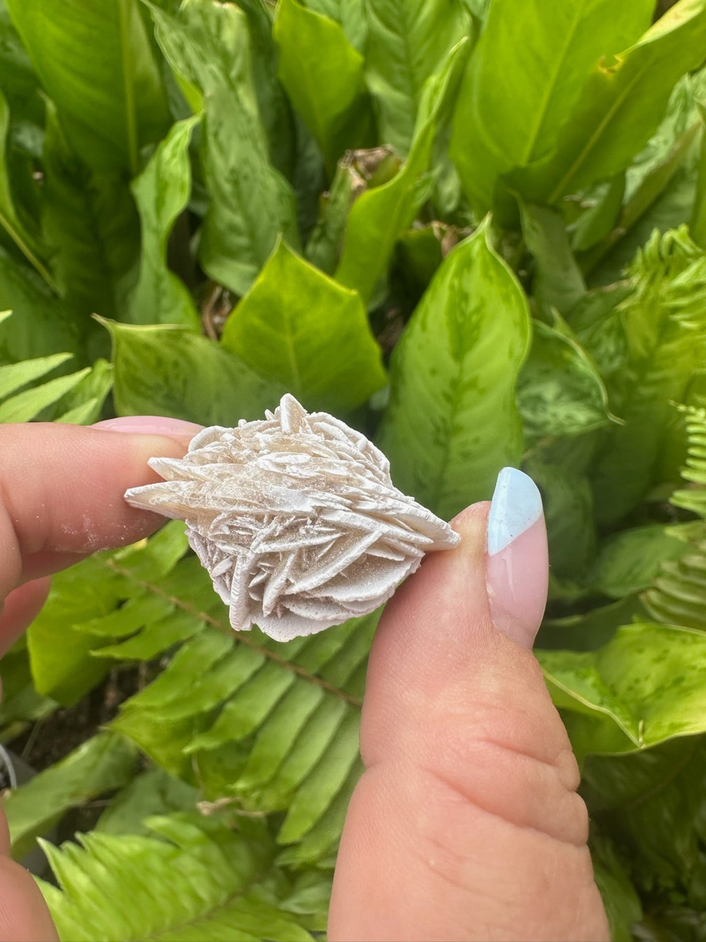 Desert Rose Selenite Crystal Cluster ~ 2–4cm ~ Natural Gypsum Specimen Sold each