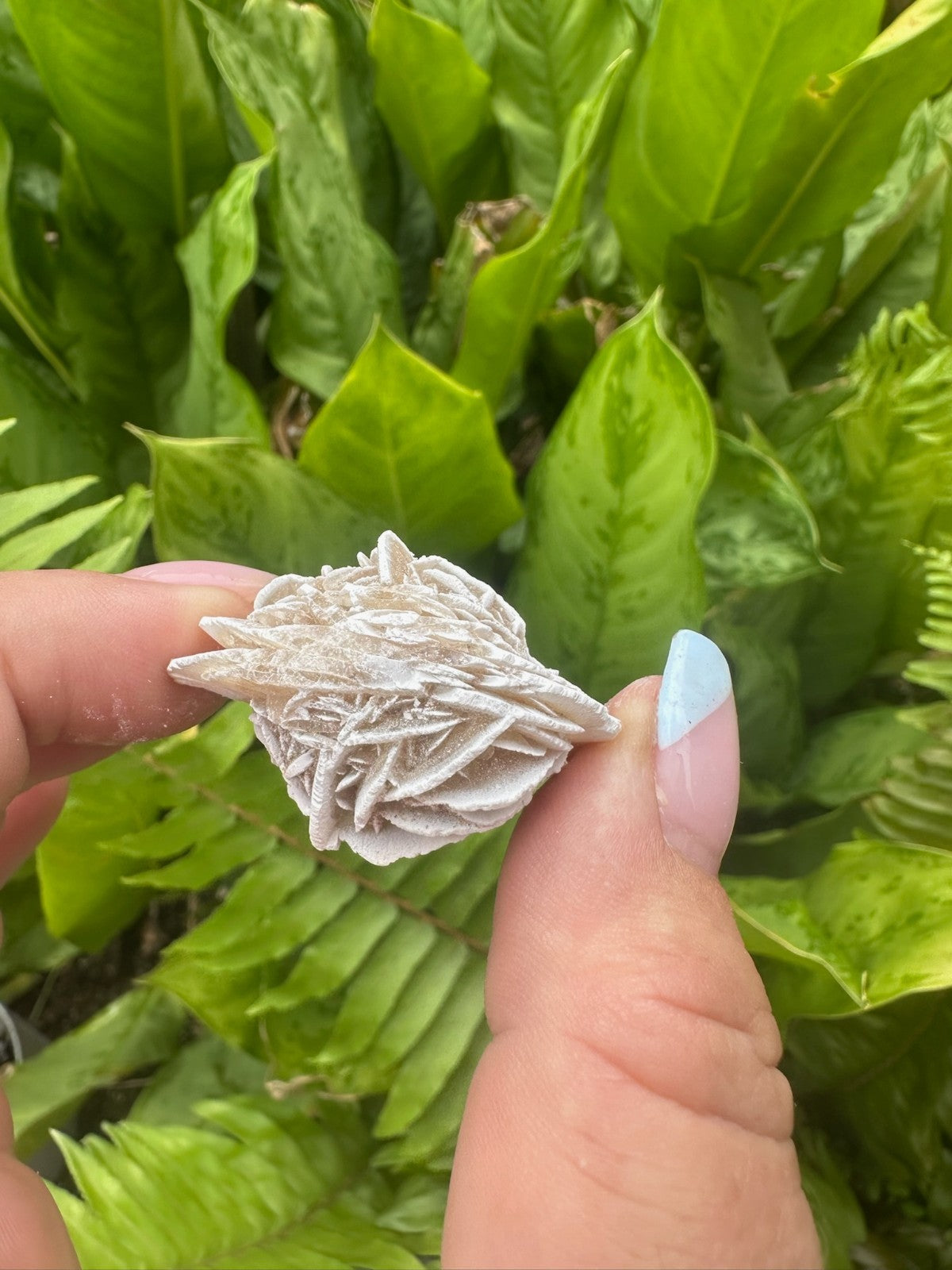 Desert Rose Selenite Crystal Cluster ~ 2–4cm ~ Natural Gypsum Specimen Sold each