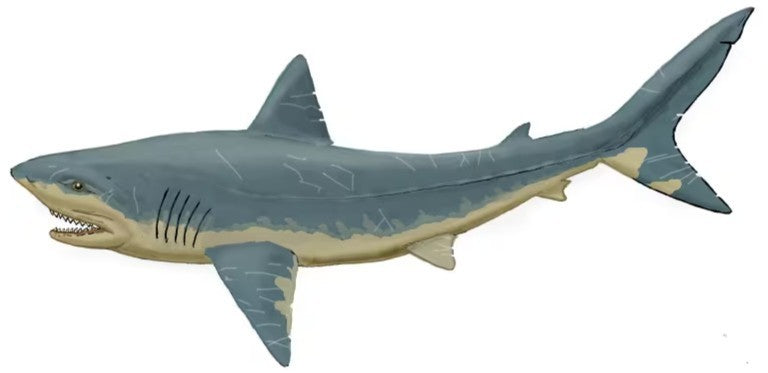 Squalicorax  "Crow Shark Tooth" 70 MYO, Morroco ~ Display 7cm (B white)
