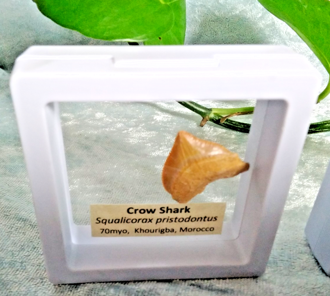 Squalicorax  "Crow Shark Tooth" 70 MYO, Morroco ~ Display 7cm (A white)