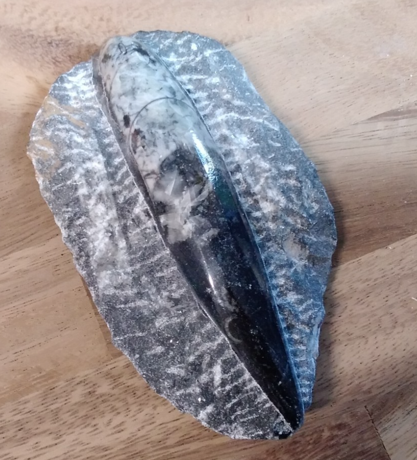 Fossil ORTHOCERAS Plaque ~ Polished Prehistoric Display Piece ~ 300g ~ 13 x 8 cm