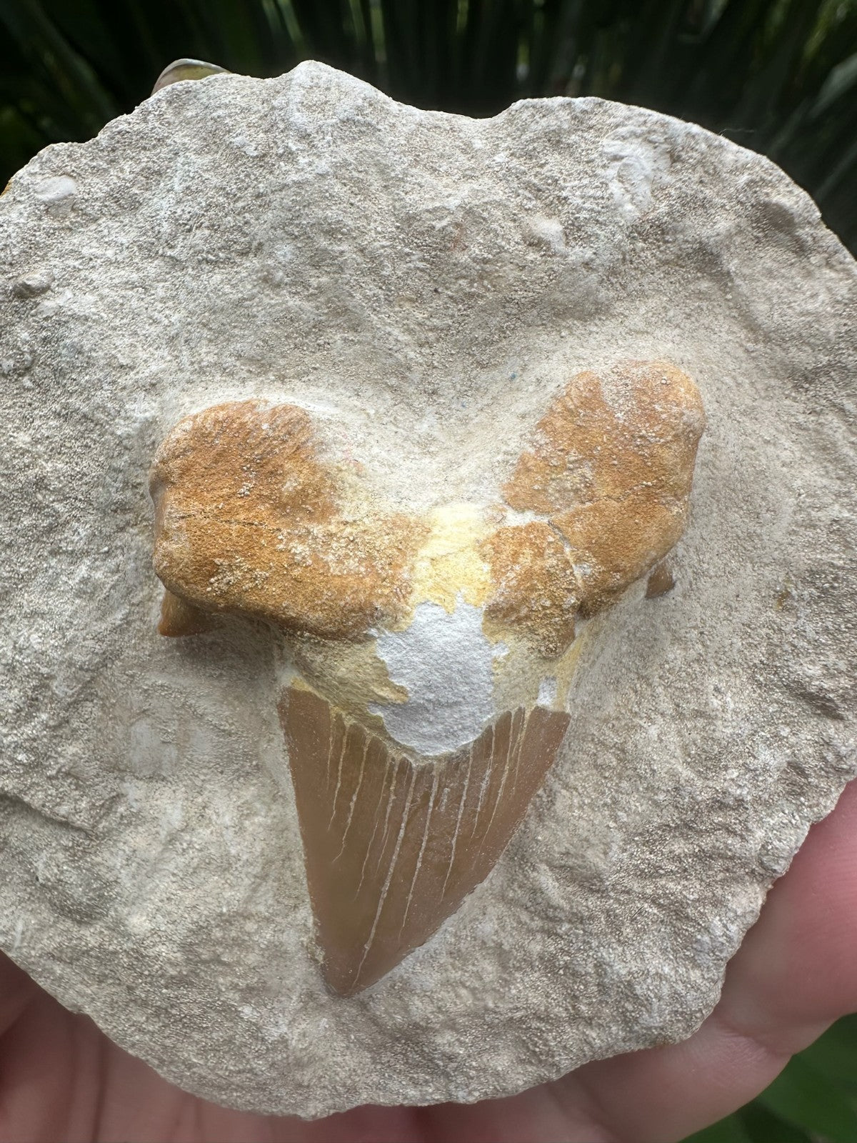 Large Fossil Shark Tooth In Matrix ~ 6cm tooth ~ Natural Marine Fossil Specimen