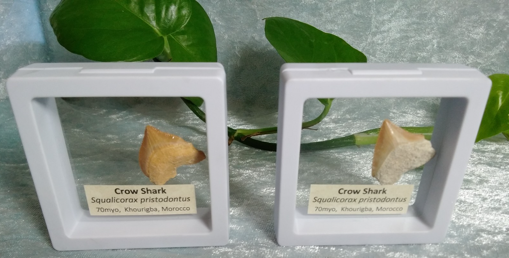 Squalicorax  "Crow Shark Tooth" 70 MYO, Morroco ~ Display 7cm (B white)