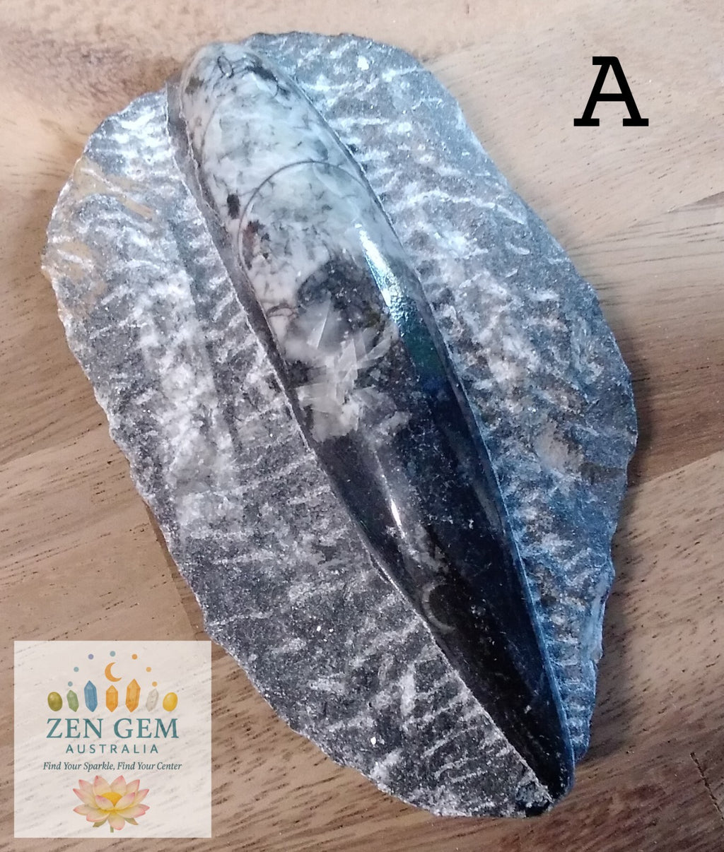 Fossil ORTHOCERAS Plaque ~ Polished Prehistoric Display Piece ~ 300g ~ 13 x 8 cm