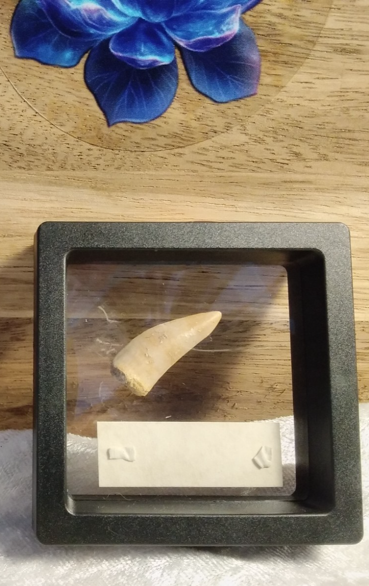 Echodus "Sabretooth Herring Tooth" 70 MYO, Morroco ~ Display 7cm (A)