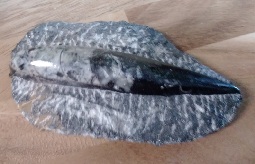 Fossil ORTHOCERAS Plaque ~ Polished Prehistoric Display Piece ~ 300g ~ 13 x 8 cm