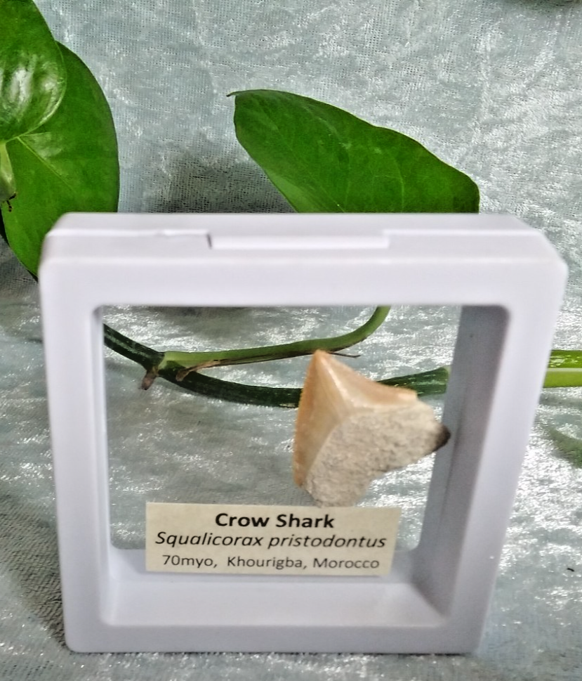 Squalicorax  "Crow Shark Tooth" 70 MYO, Morroco ~ Display 7cm (A white)