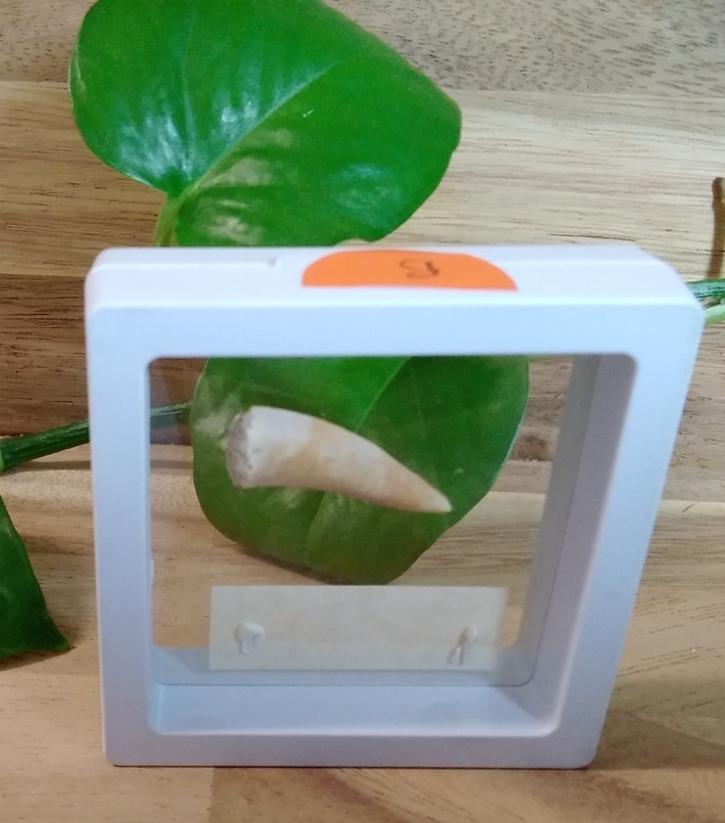 Echodus "Sabretooth Herring Tooth" 70 MYO, Morroco ~ Display 7cm (B white)