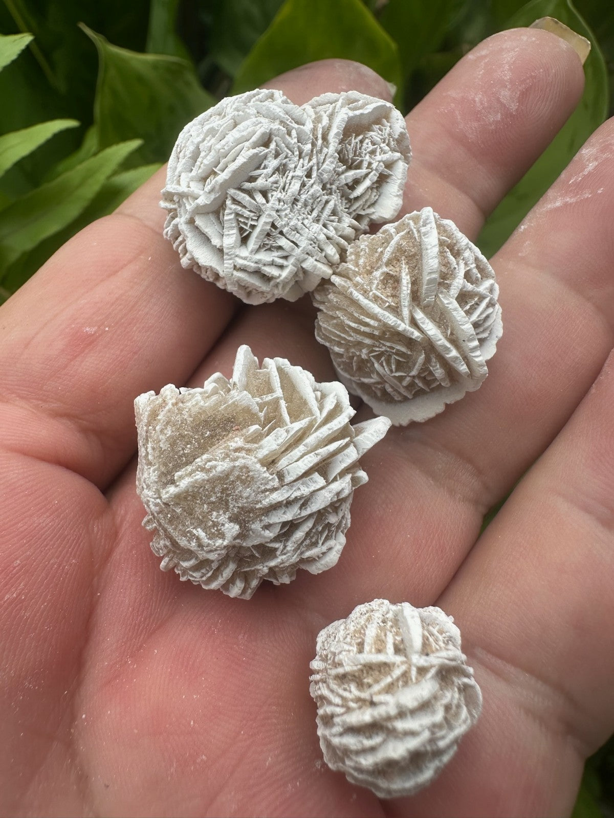 Desert Rose Selenite Crystal Cluster ~ 2–4cm ~ Natural Gypsum Specimen Sold each