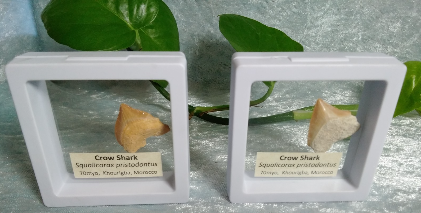 Squalicorax  "Crow Shark Tooth" 70 MYO, Morroco ~ Display 7cm (A white)