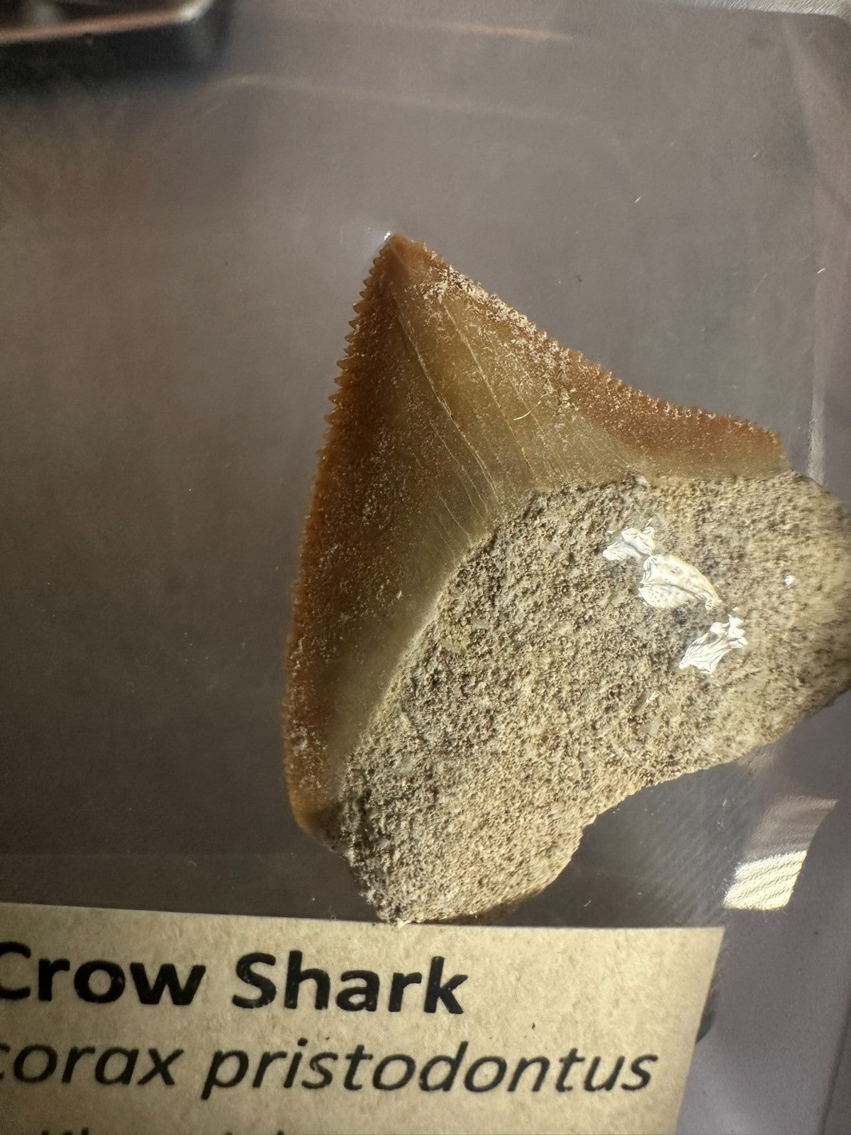 Squalicorax  "Crow Shark Tooth" 70 MYO, Morroco ~ Display 7cm (A white)