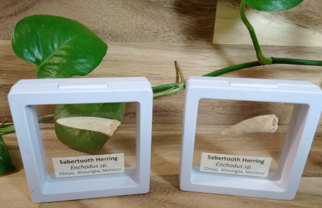 Echodus "Sabretooth Herring Tooth" 70 MYO, Morroco ~ Display 7cm (B white)