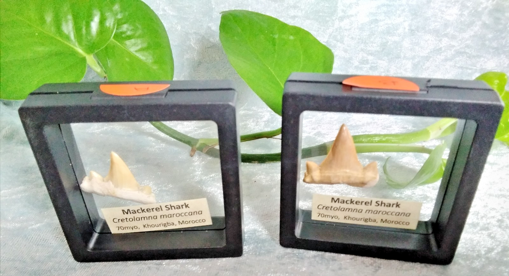 Mackerel Shark Tooth ~ Cretolamna Maroccana,  70 MYO, Morroco ~ Display Blk (A)