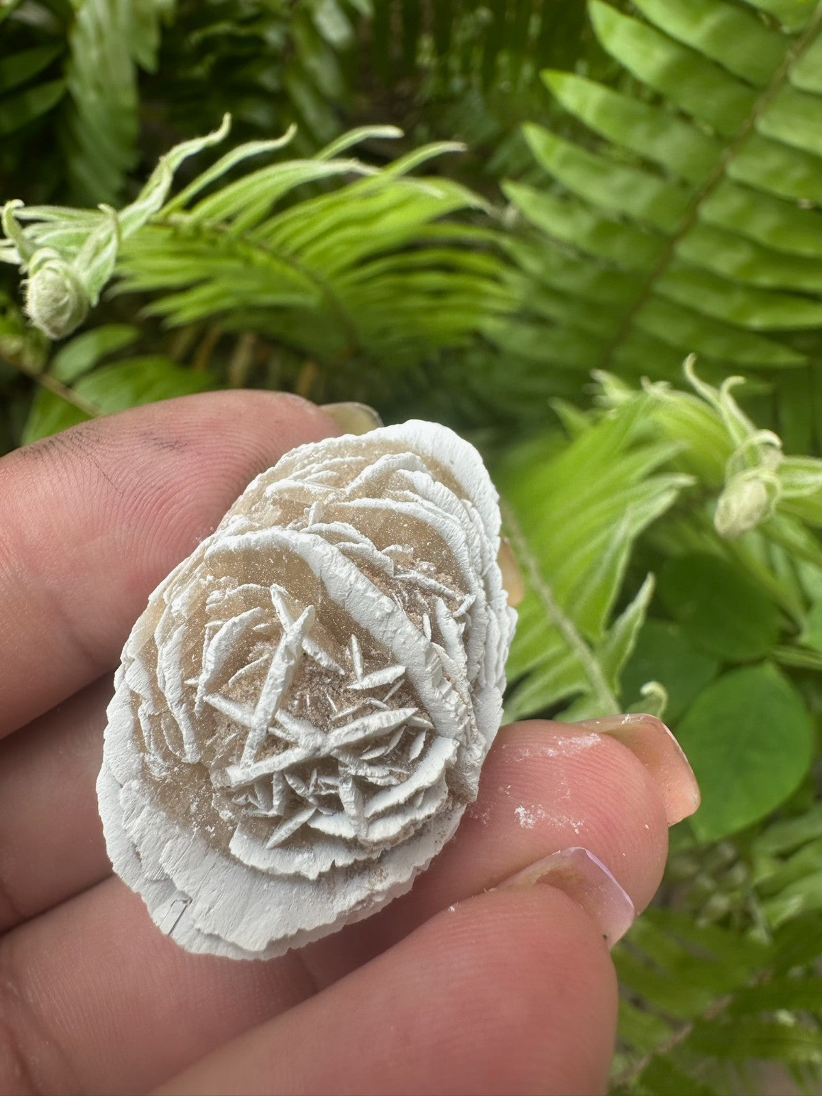 Desert Rose Selenite Crystal Cluster ~ 2–4cm ~ Natural Gypsum Specimen Sold each