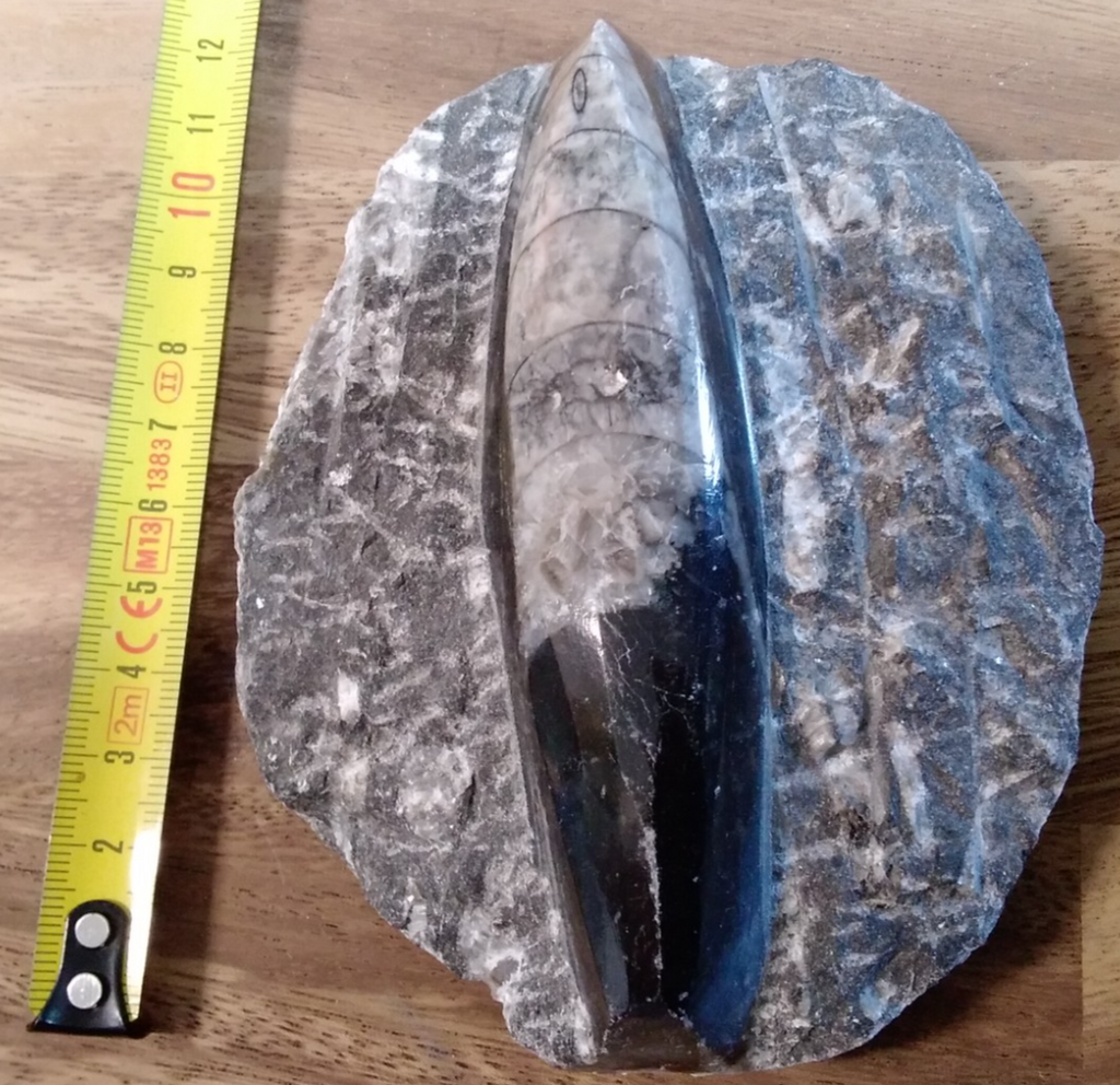 Fossil ORTHOCERAS Plaque ~ Polished Prehistoric Display Piece ~ 300g ~ 13 x 8 cm