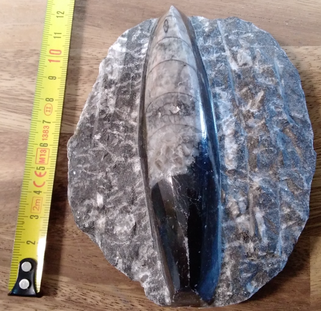 Fossil ORTHOCERAS Plaque ~ Polished Prehistoric Display Piece ~ 300g ~ 13 x 8 cm