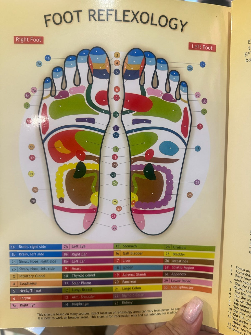 Reflexology Guide Pamphlet – Aracaria Guides Foot Charts • Pressure Points
