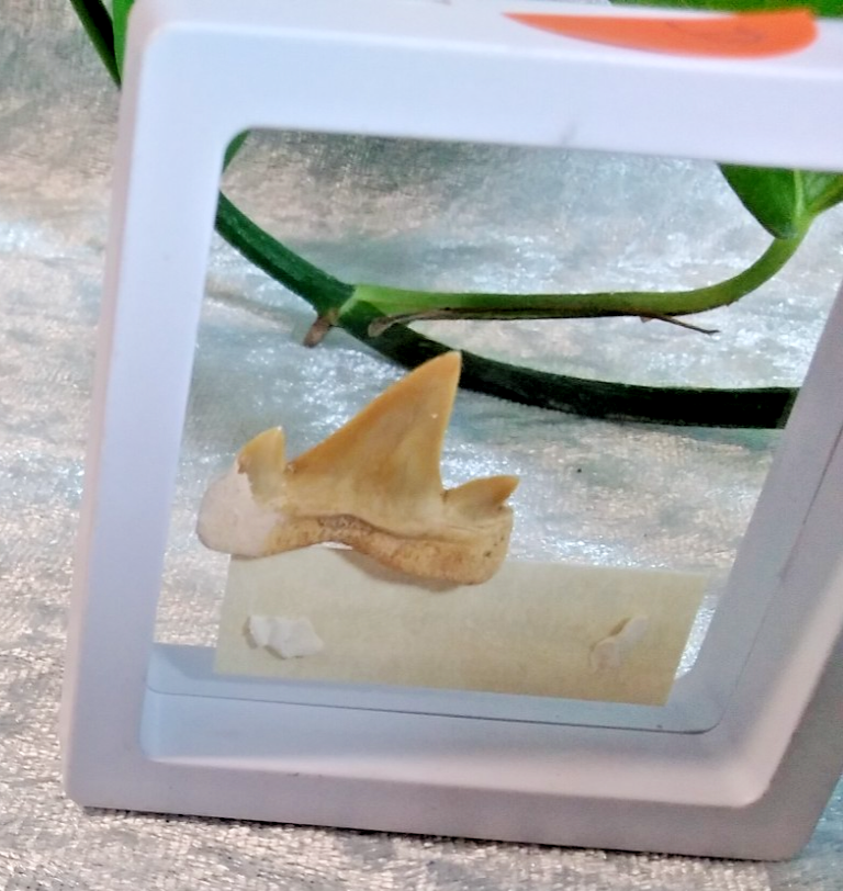 Mackerel Shark Tooth ~ Cretolamna Maroccana,  70 MYO, Morroco ~ Display 7cm (A)