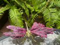 Pink ~Aura Kyanite Dragonfly Healing Crystal Carving Rainbow Tourmaline Ornament