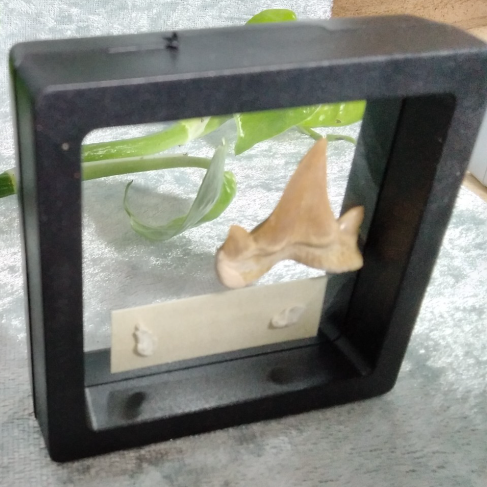 Mackerel Shark Tooth ~ Cretolamna Maroccana,  70 MYO, Morroco ~ Display Blk (B)