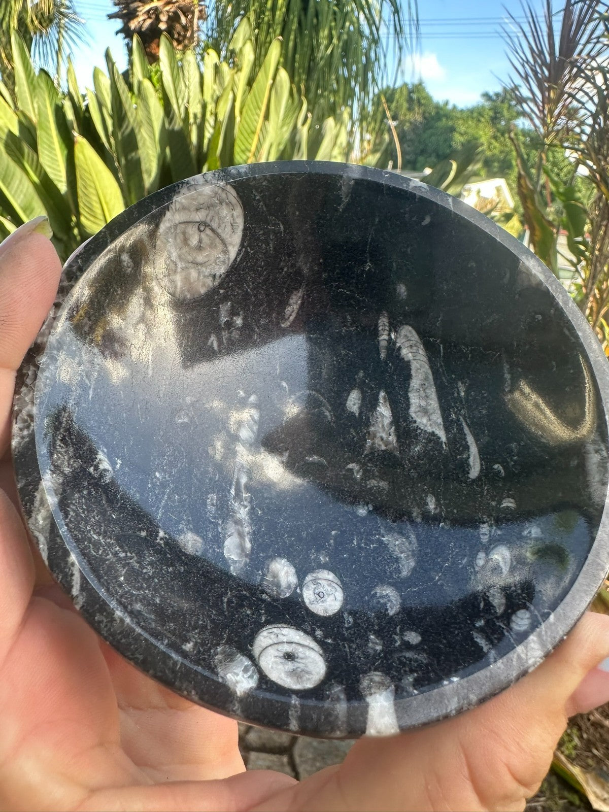 Orthoceras Fossil Stone Bowl ~ Natural Crystal Dish ~ Ancient Fossil Decor (C)