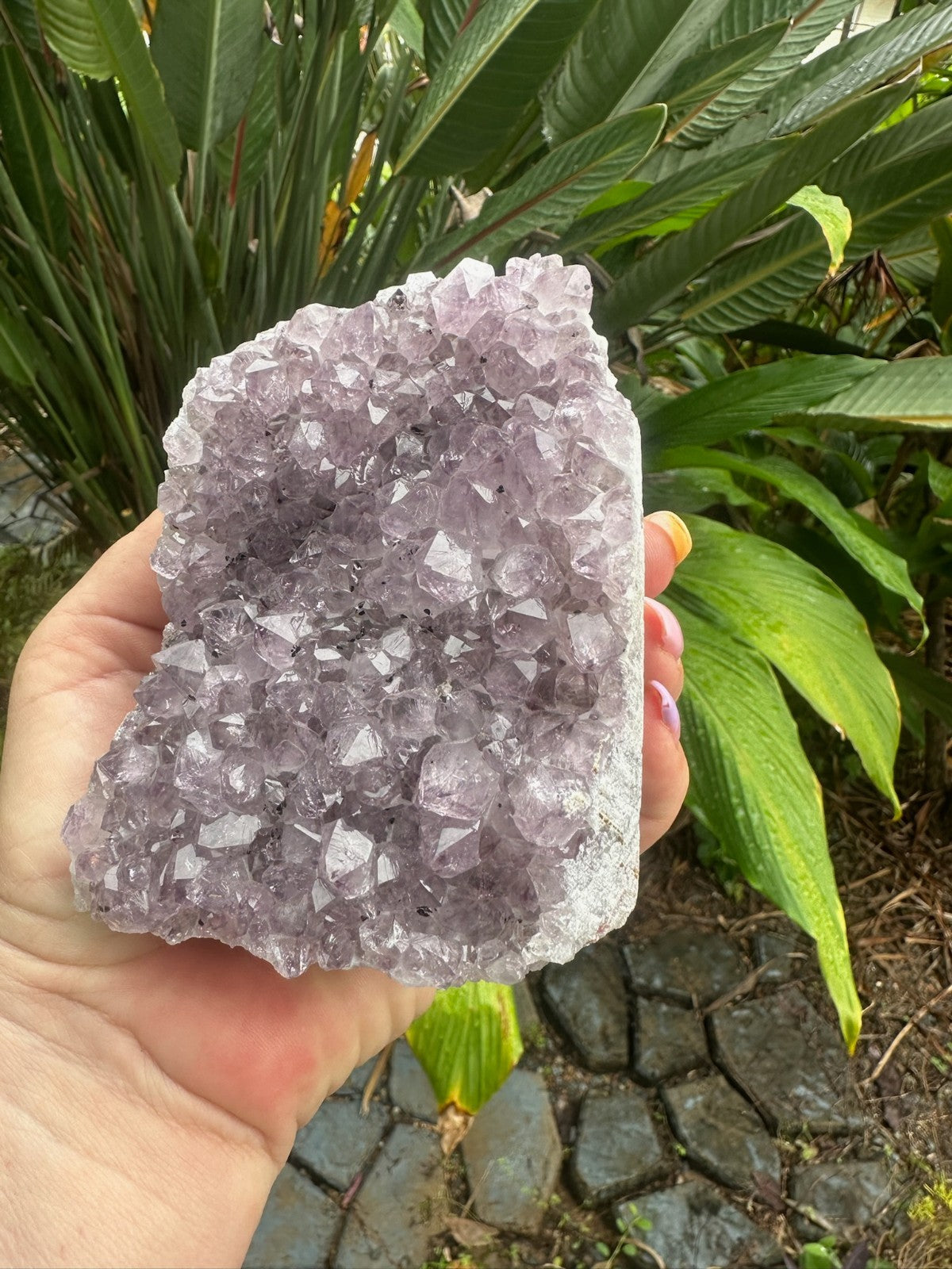 Natural Amethyst Crystal Cluster Druzy Specimen Healing Stone Display