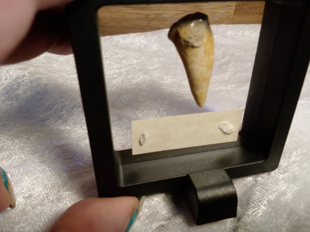 Echodus "Sabretooth Herring Tooth" 70 MYO, Morroco ~ Display 7cm (B)