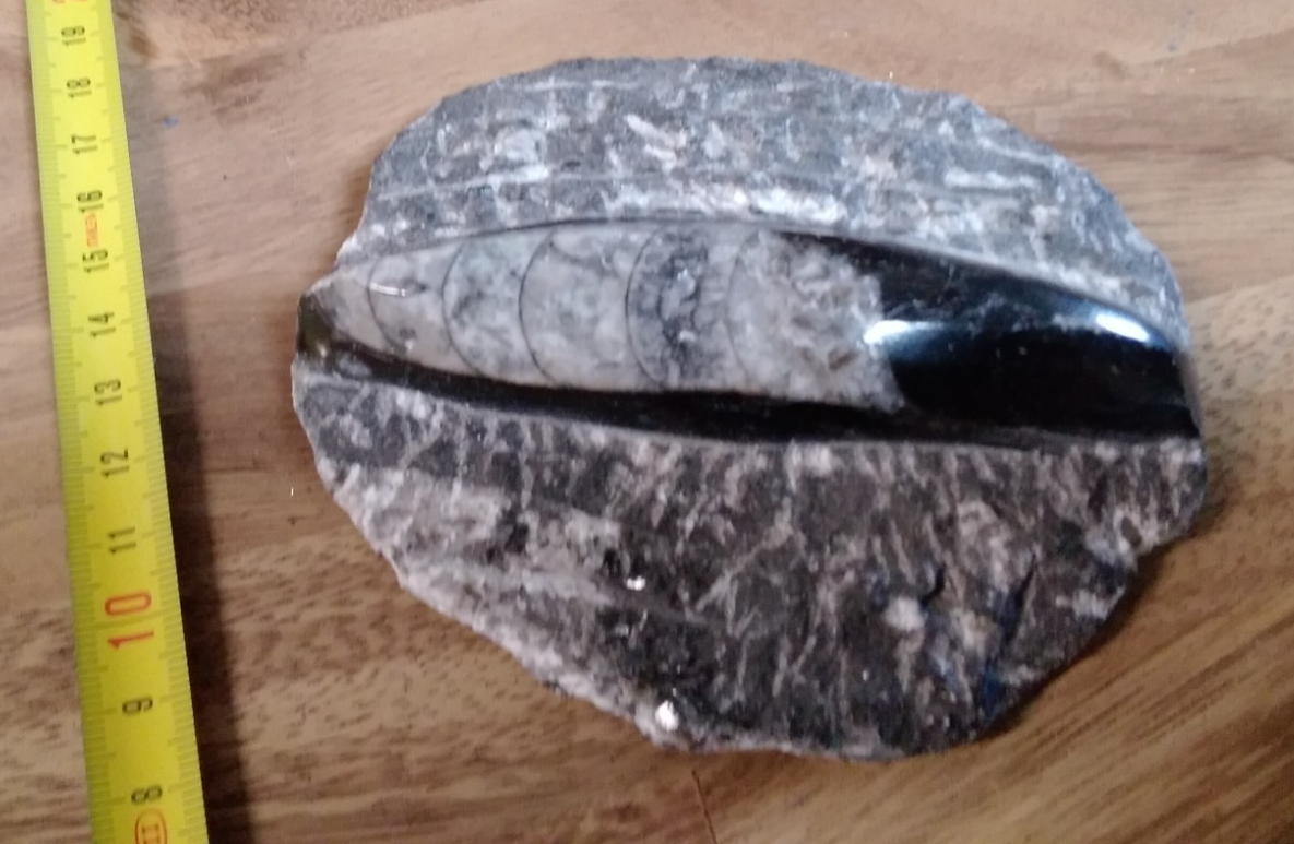 Fossil ORTHOCERAS Plaque ~Polished Prehistoric Display Piece 410g ~ 13 x 10 cm B