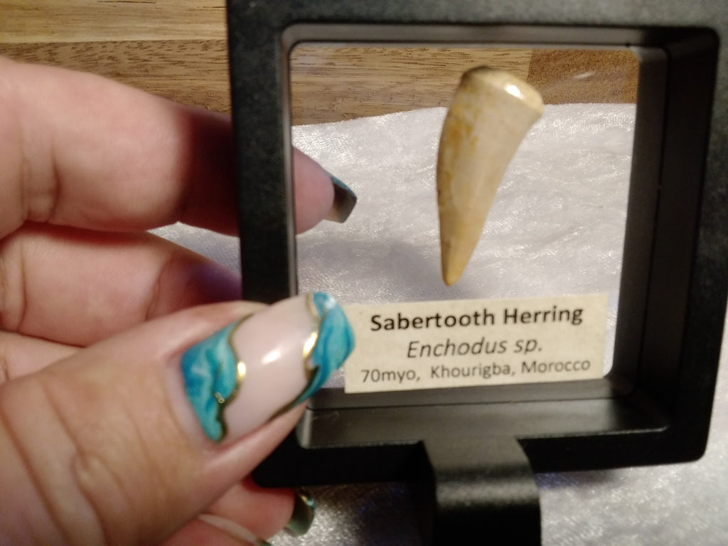 Echodus "Sabretooth Herring Tooth" 70 MYO, Morroco ~ Display 7cm (B)