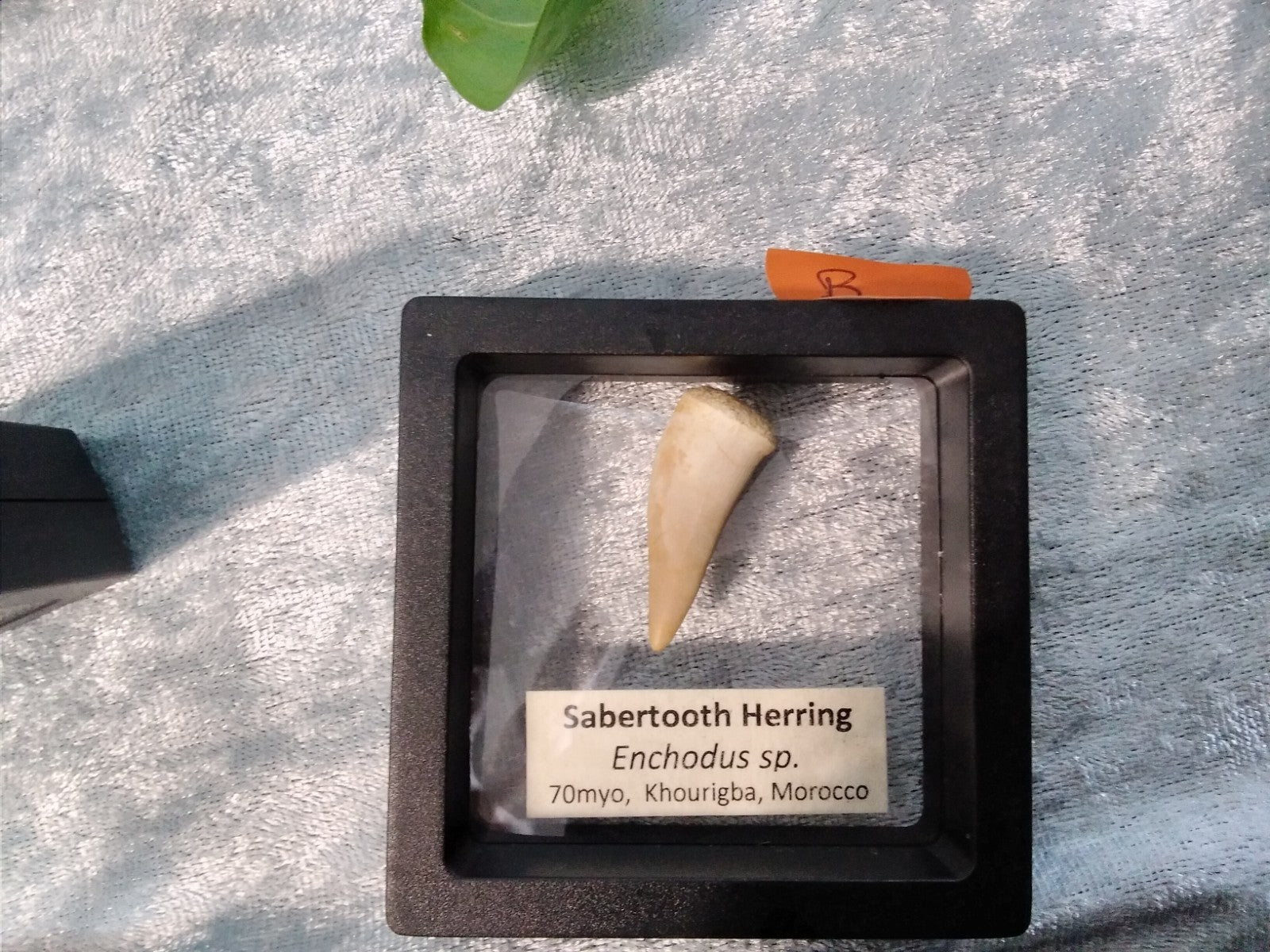 Echodus "Sabretooth Herring Tooth" 70 MYO, Morroco ~ Display 7cm (B)
