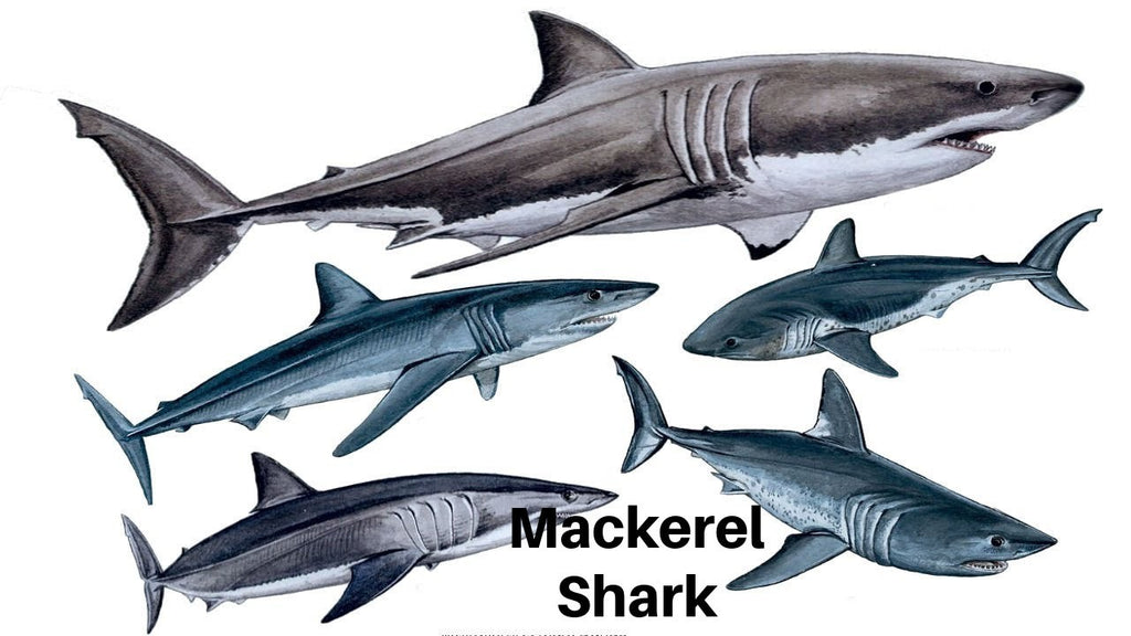 Mackerel Shark Tooth ~ Cretolamna Maroccana,  70 MYO, Morroco ~ Display Blk (B)