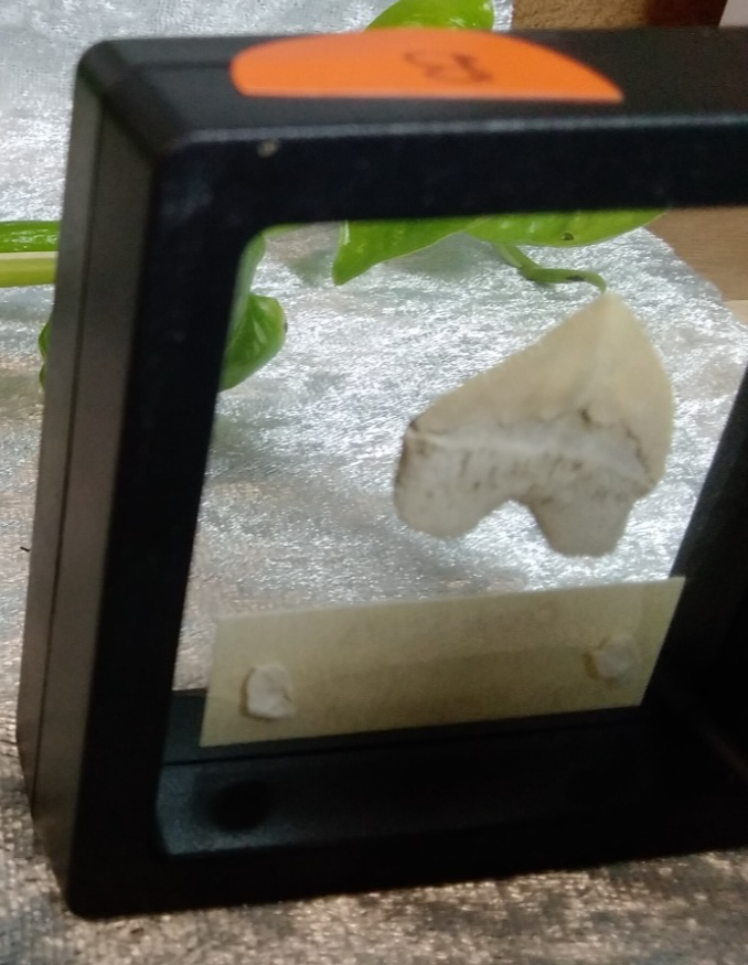Squalicorax  "Crow Shark Tooth" 70 MYO, Morroco ~ Display 7cm (B Black)