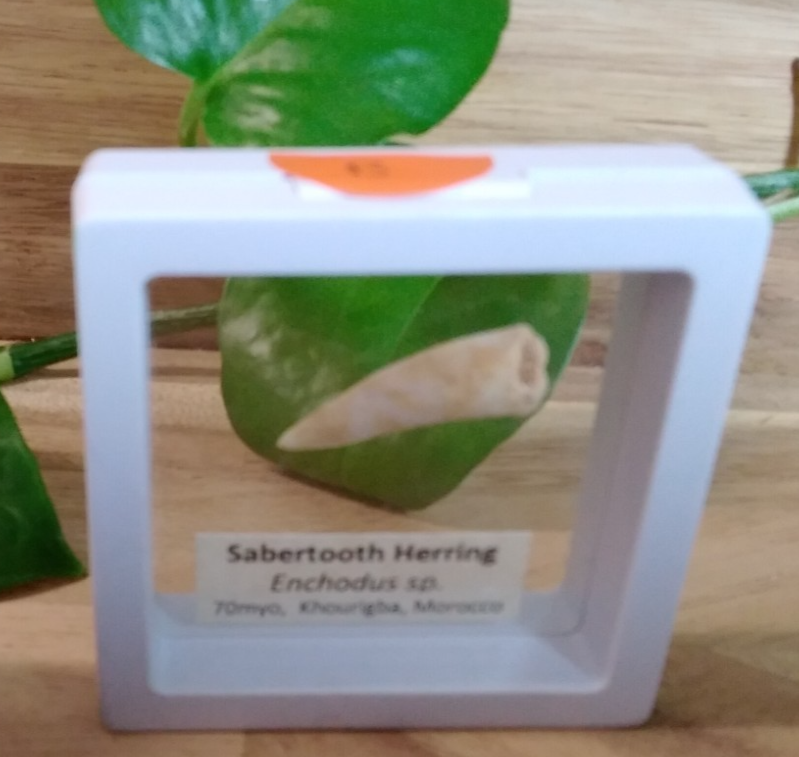 Echodus "Sabretooth Herring Tooth" 70 MYO, Morroco ~ Display 7cm (B white)