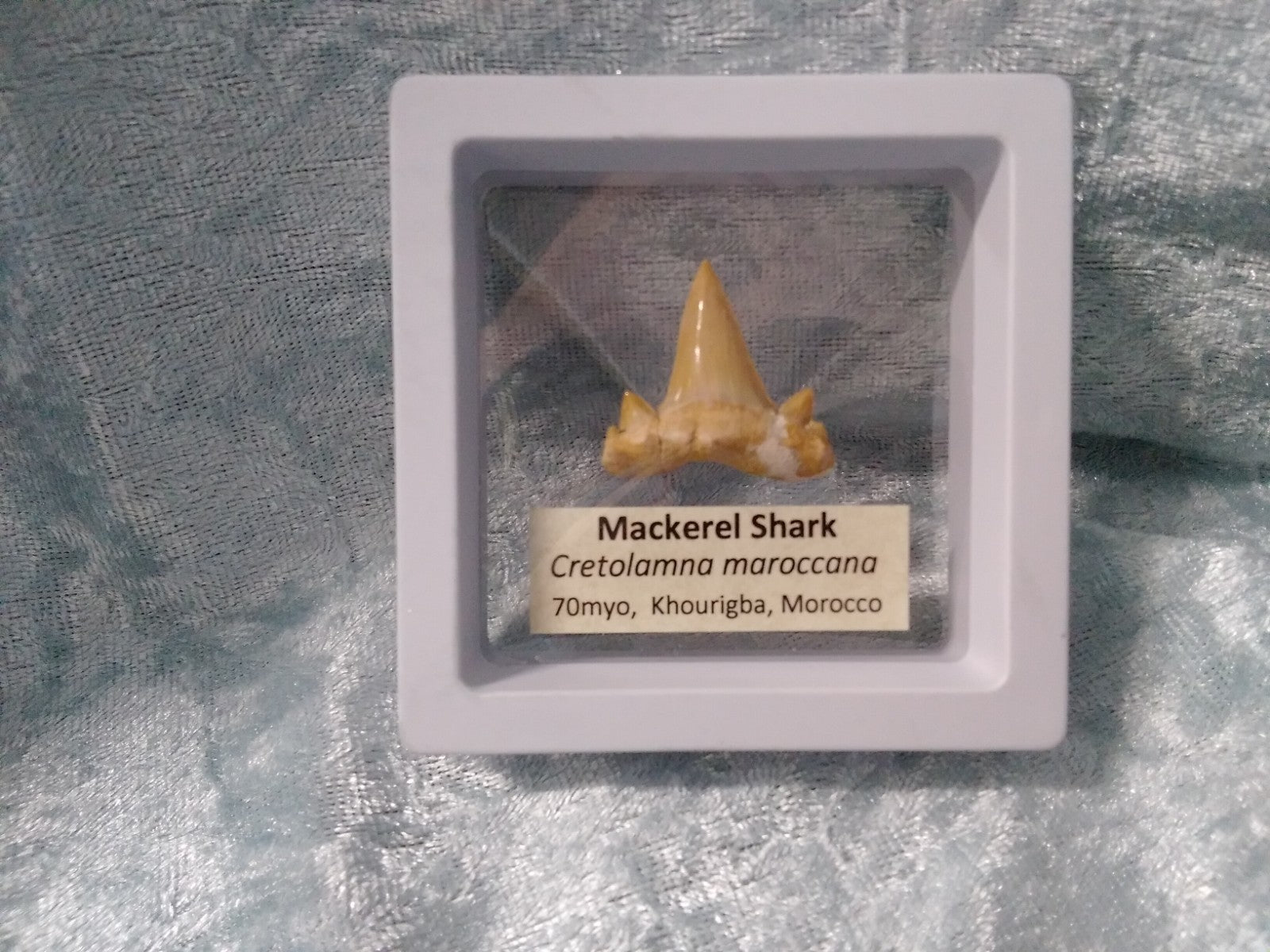 Mackerel Shark Tooth ~ Cretolamna Maroccana,  70 MYO, Morroco ~ Display 7cm (b)