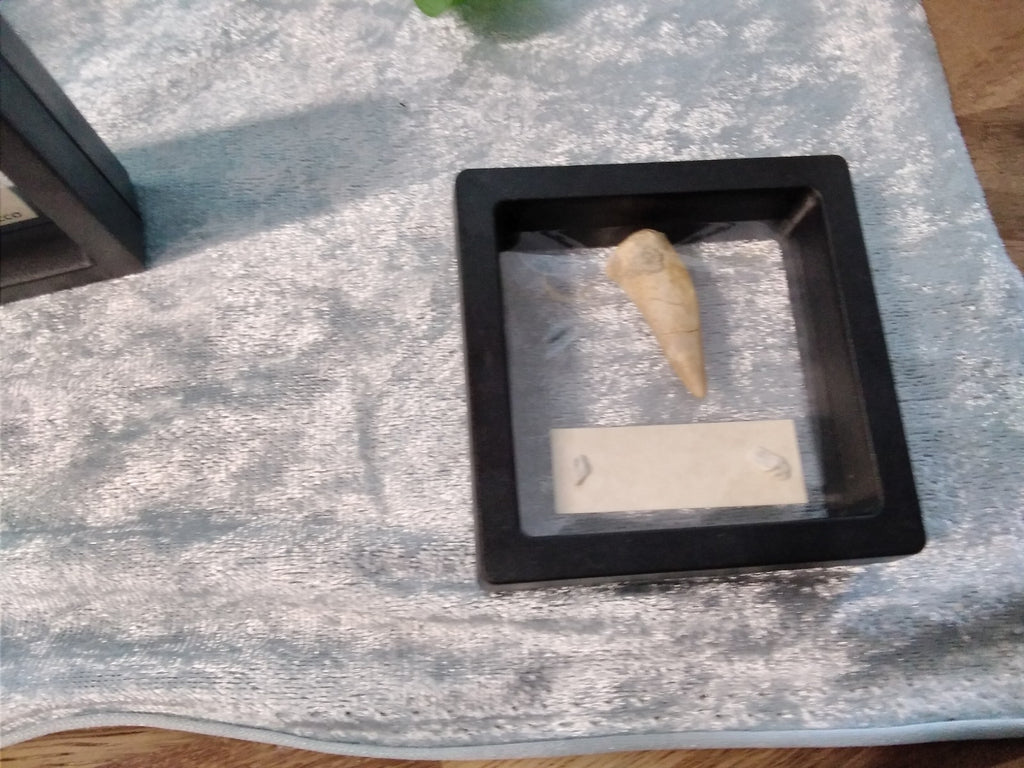 Echodus "Sabretooth Herring Tooth" 70 MYO, Morroco ~ Display 7cm (B)