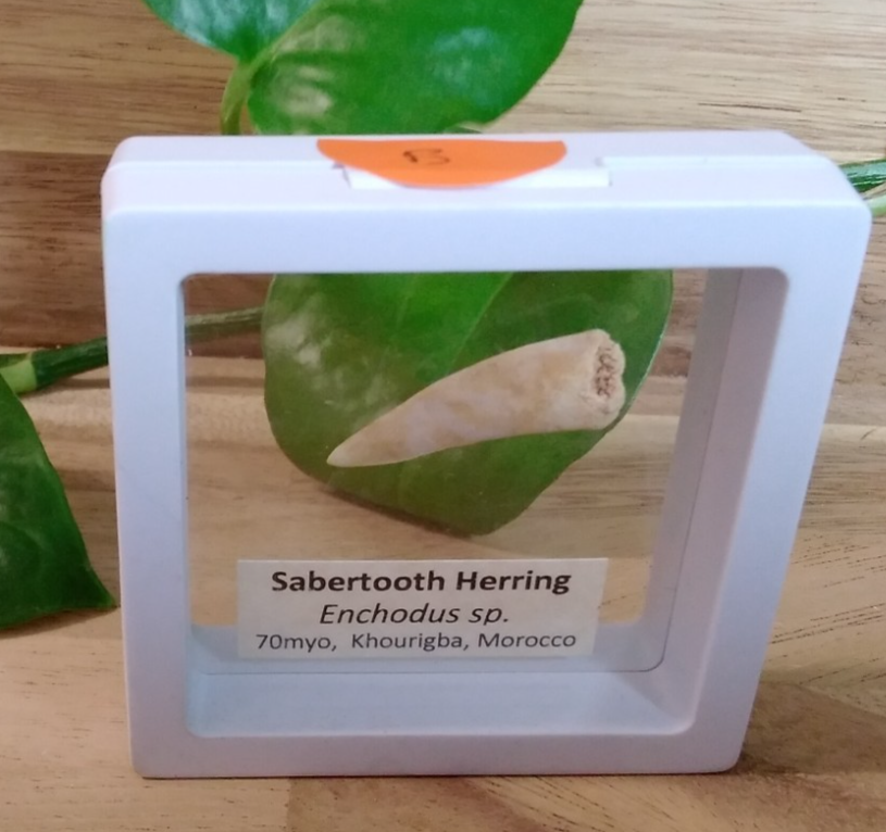 Echodus "Sabretooth Herring Tooth" 70 MYO, Morroco ~ Display 7cm (B white)