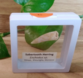 Echodus "Sabretooth Herring Tooth" 70 MYO, Morroco ~ Display 7cm (B white)