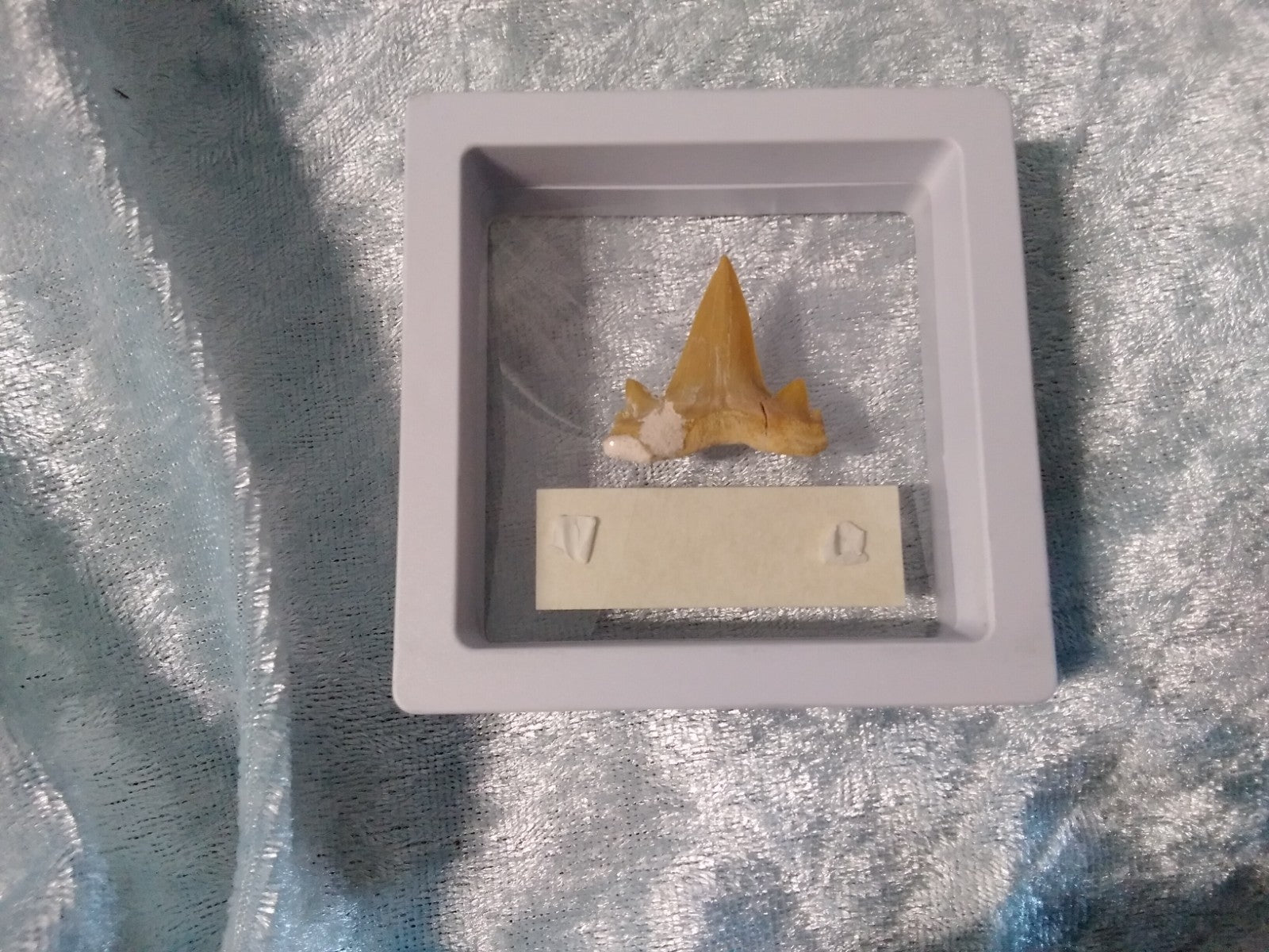 Mackerel Shark Tooth ~ Cretolamna Maroccana,  70 MYO, Morroco ~ Display 7cm (b)