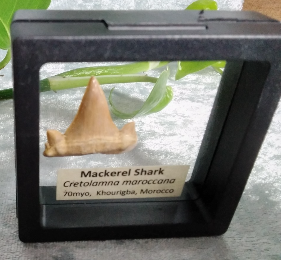 Mackerel Shark Tooth ~ Cretolamna Maroccana,  70 MYO, Morroco ~ Display Blk (B)
