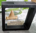 Mackerel Shark Tooth ~ Cretolamna Maroccana,  70 MYO, Morroco ~ Display Blk (B)