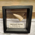Echodus "Sabretooth Herring Tooth" 70 MYO, Morroco ~ Display 7cm (A)