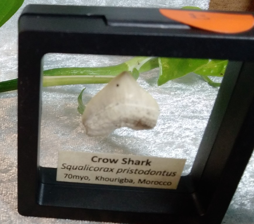 Squalicorax  "Crow Shark Tooth" 70 MYO, Morroco ~ Display 7cm (B Black)