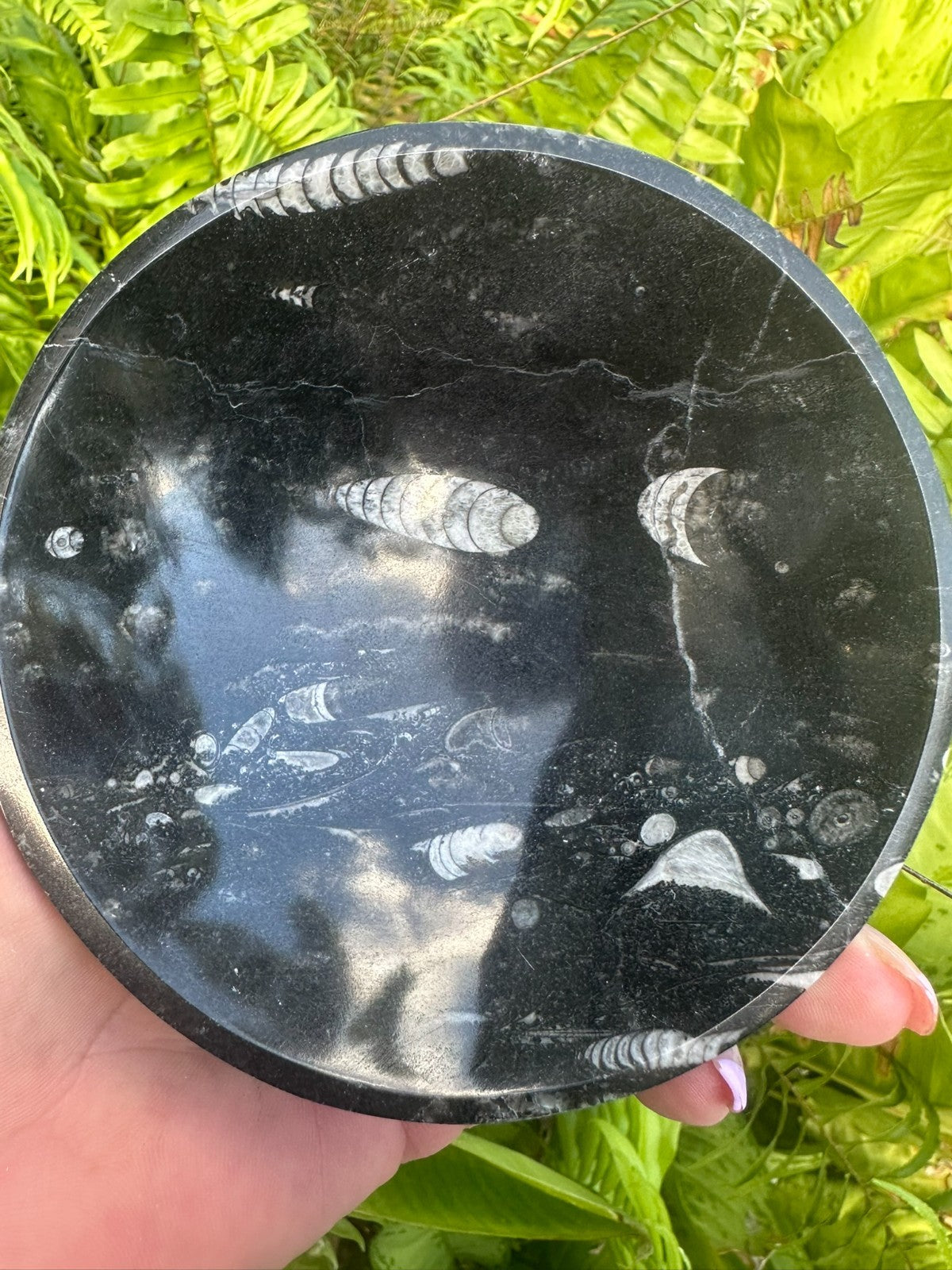 Orthoceras Fossil Stone Bowl ~ Natural Crystal Dish ~ Ancient Fossil Decor (A)