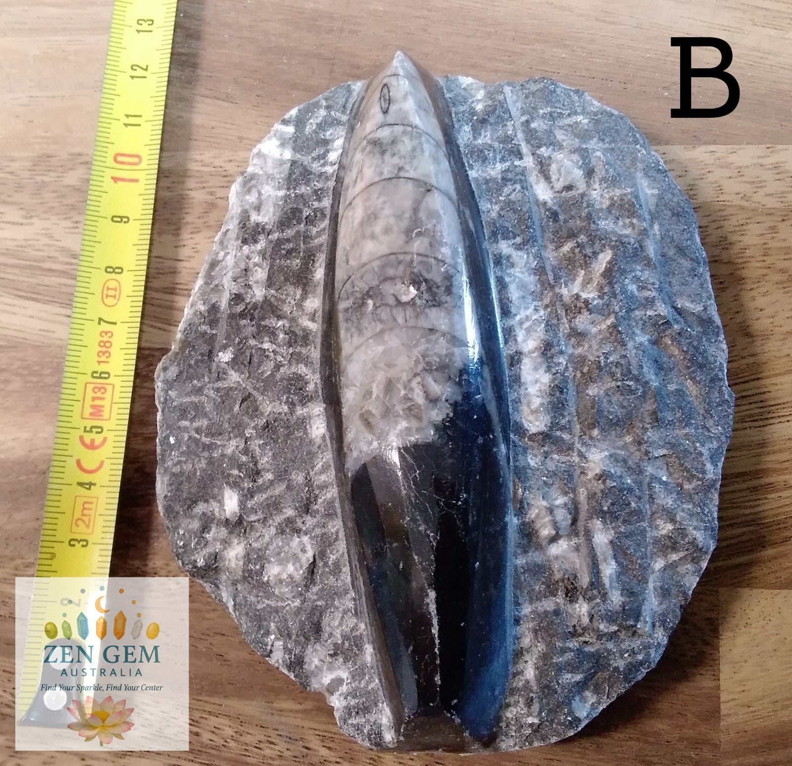 Fossil ORTHOCERAS Plaque ~Polished Prehistoric Display Piece 410g ~ 13 x 10 cm B