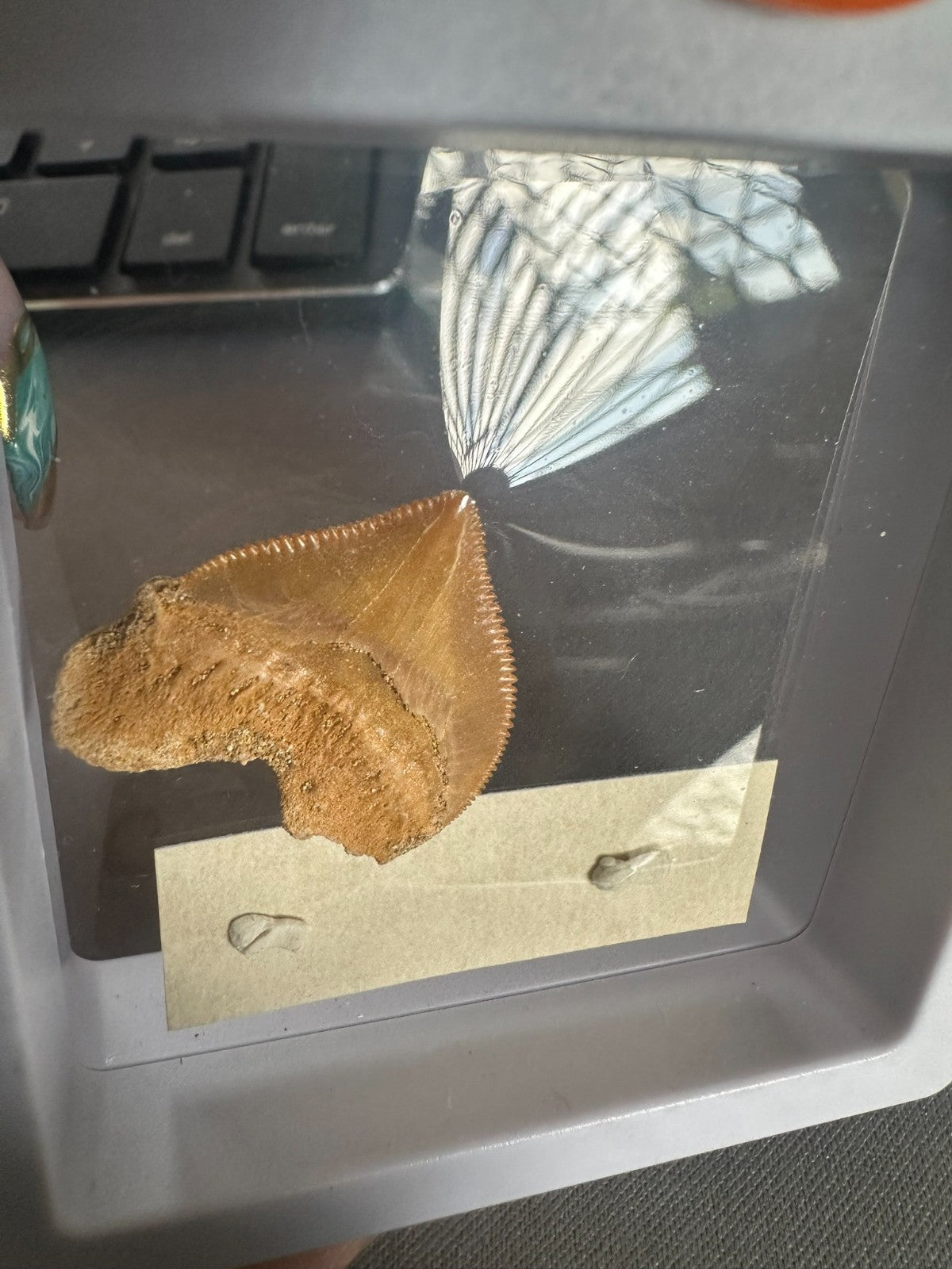 Squalicorax  "Crow Shark Tooth" 70 MYO, Morroco ~ Display 7cm (B white)